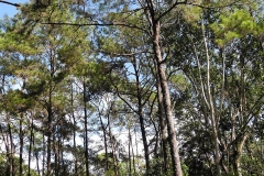 DSCN4085_rid