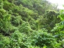 Jibara